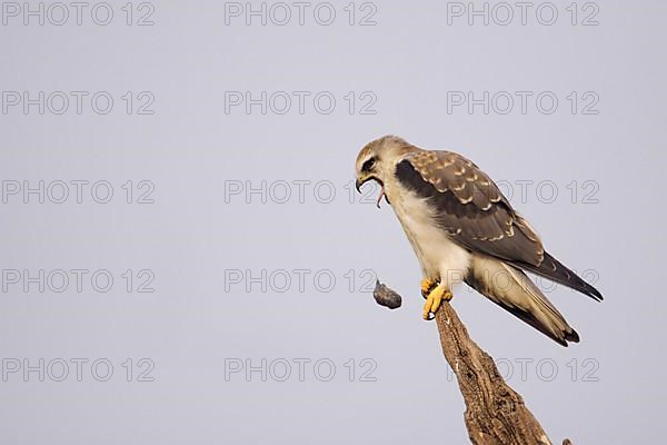 Black-winged kite