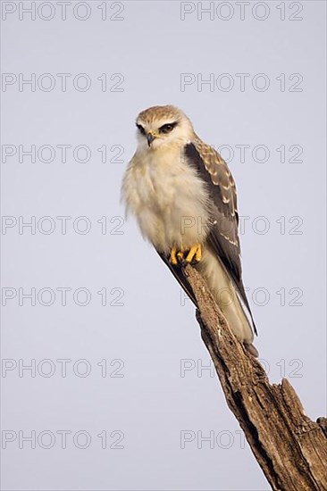 Black-winged kite