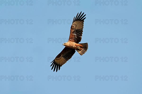 Brahminy kite