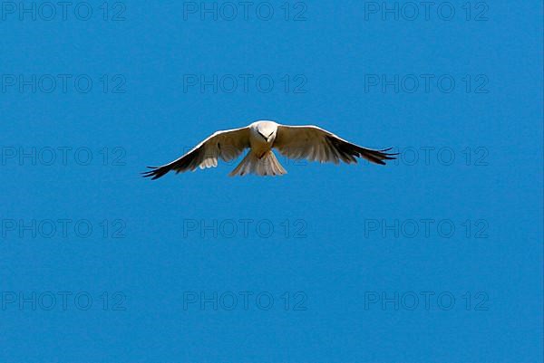 Australian Black-shouldered Kite