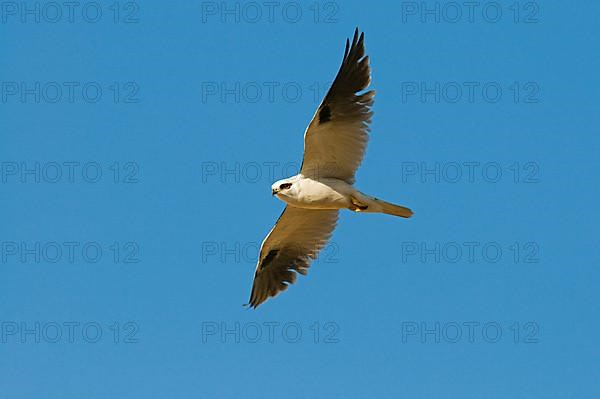 Australian Black-shouldered Kite