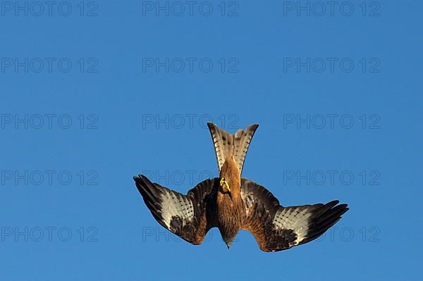 Red Kite