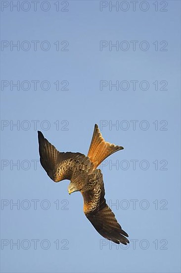 Red Kite