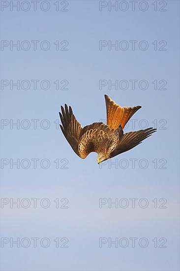 Red Kite