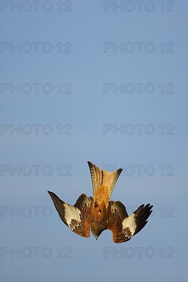 Red Kite