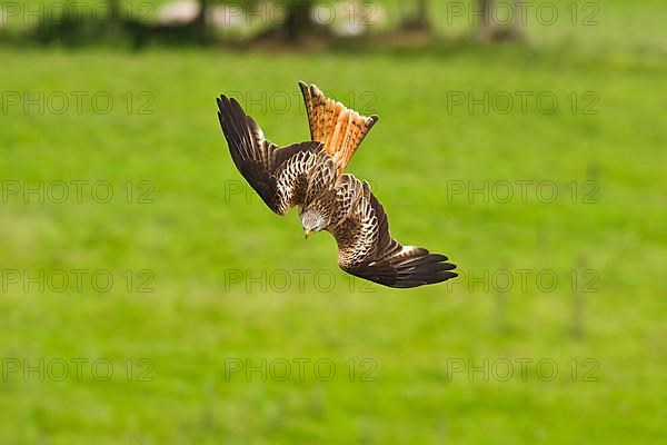 Red Kite