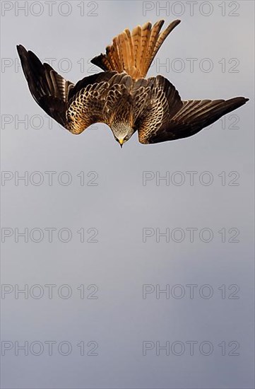 Red Kite