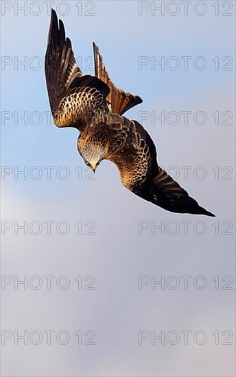 Red Kite