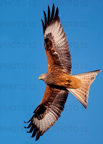 Red Kite