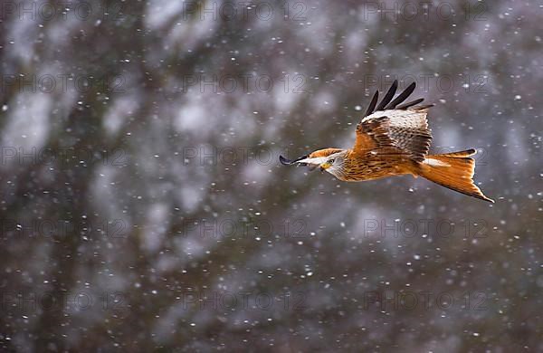 Red Kite