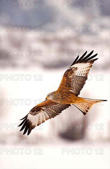 Red Kite