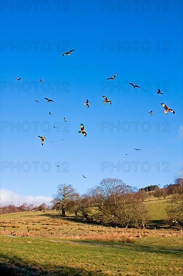 Flock of red kite