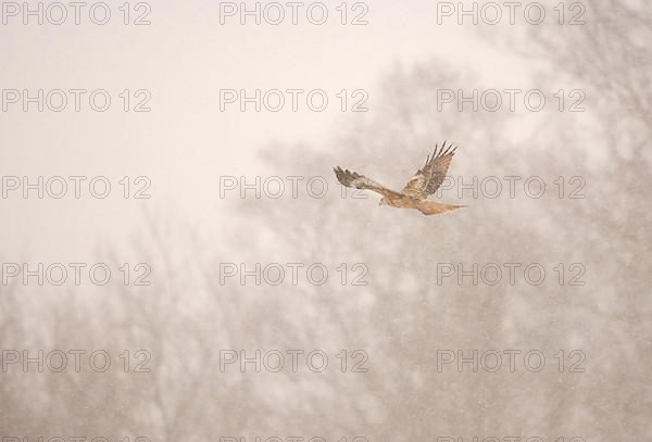 Red kite