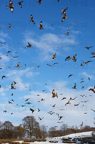 Flock of red kite