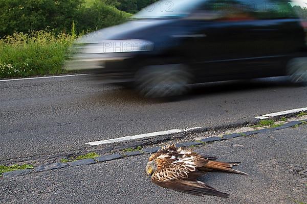 Red Kite