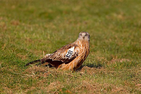 Red kite