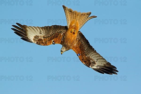 Red kite