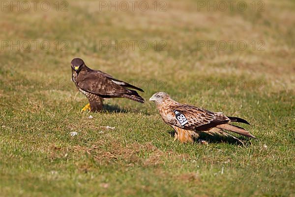 Red kite