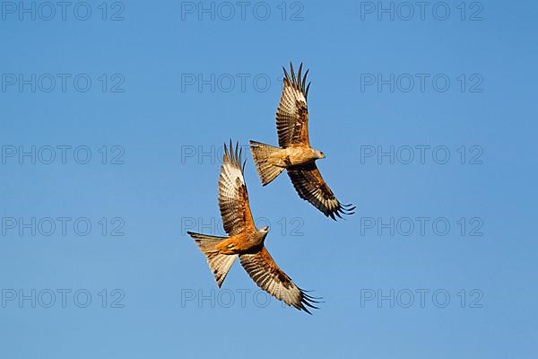 Red kite