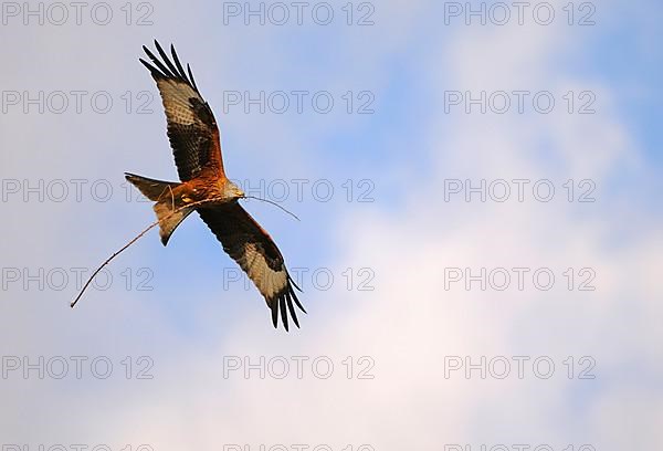 Red kite