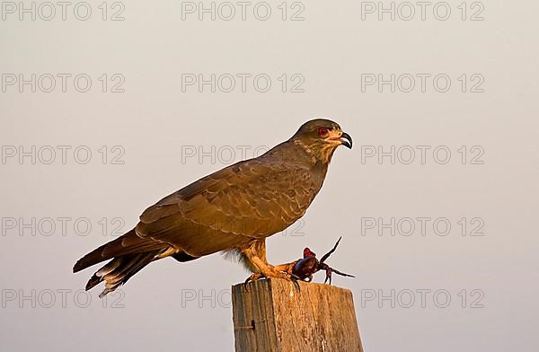 Snail Kite