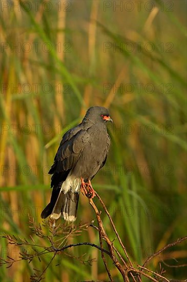 Snail Kite