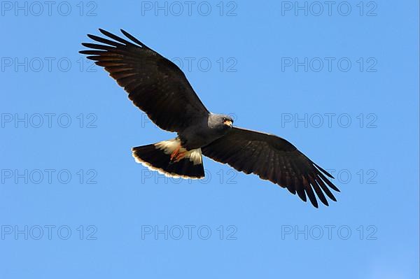 Snail Kite