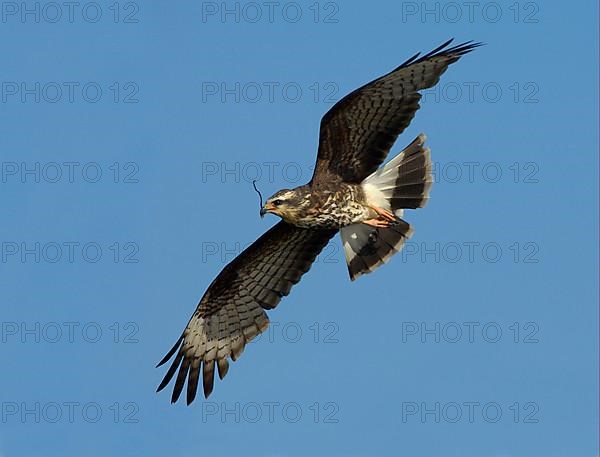 Snail Kite