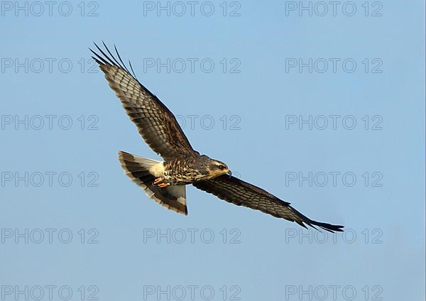 Snail Kite