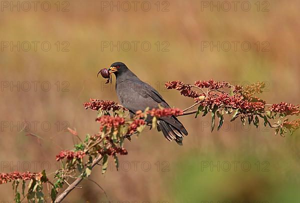 Snail Kite