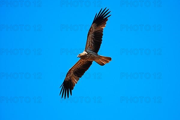 Whistling Kite