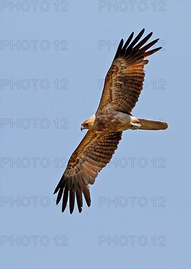 Wedge-tailed Harrier