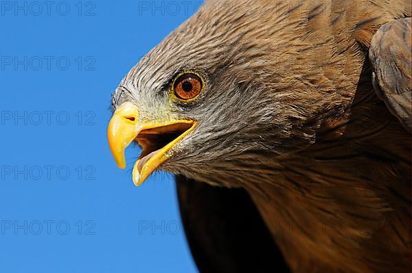 African yellow-billed kite