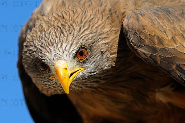 African yellow-billed kite