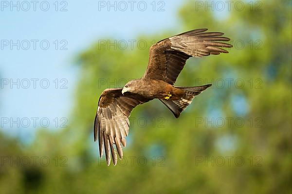 African yellow-billed kite