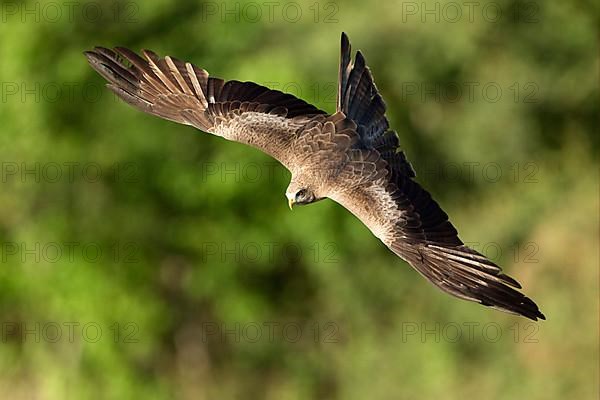 African yellow-billed kite