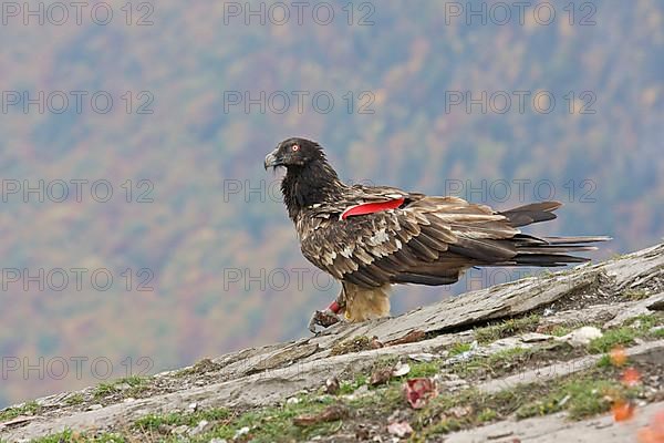 Bearded vulture