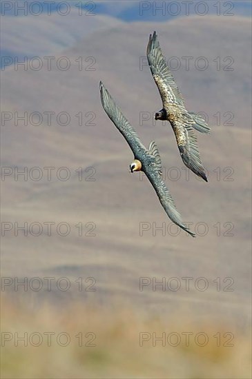 Bearded vulture