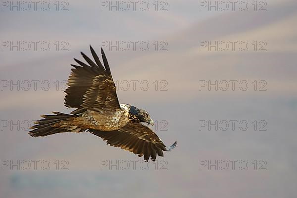 Bearded vulture