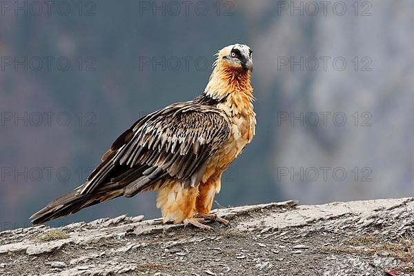 Bearded vulture