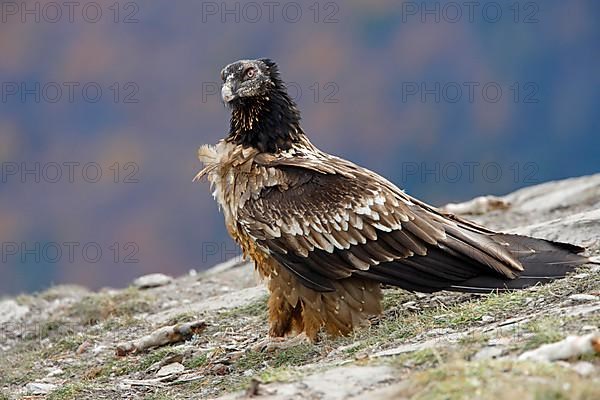 Bearded vulture