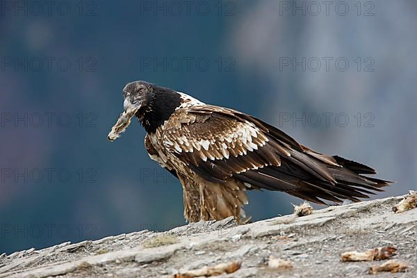 Bearded vulture