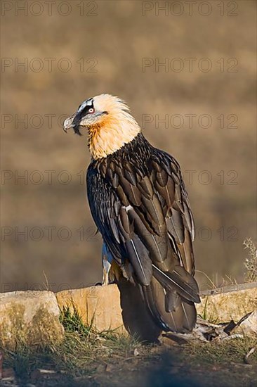 Bearded vulture