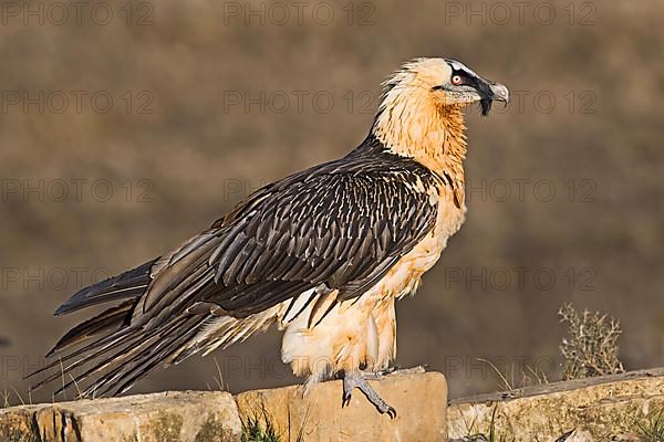 Bearded vulture