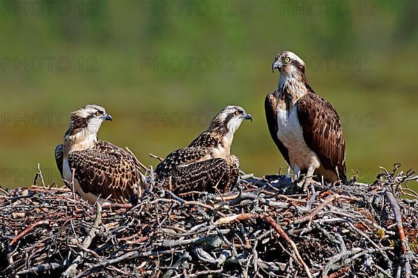 Western osprey