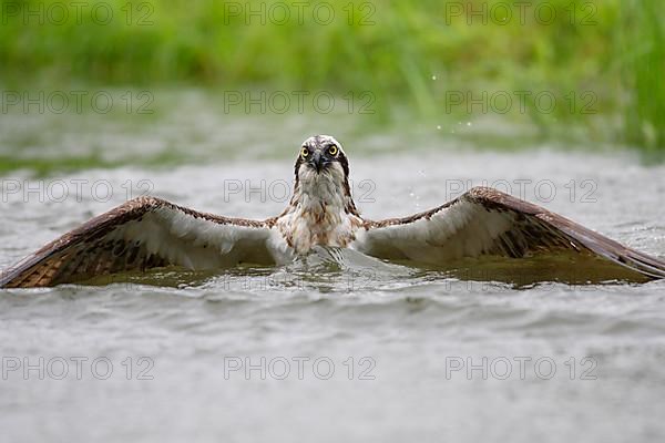 Adult western osprey