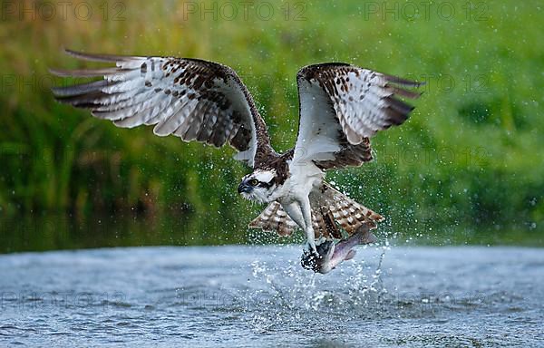 Western osprey