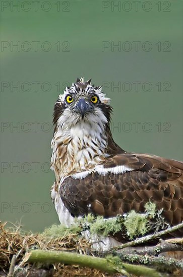 Western osprey