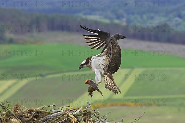 Western osprey