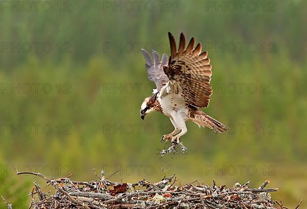 Western osprey